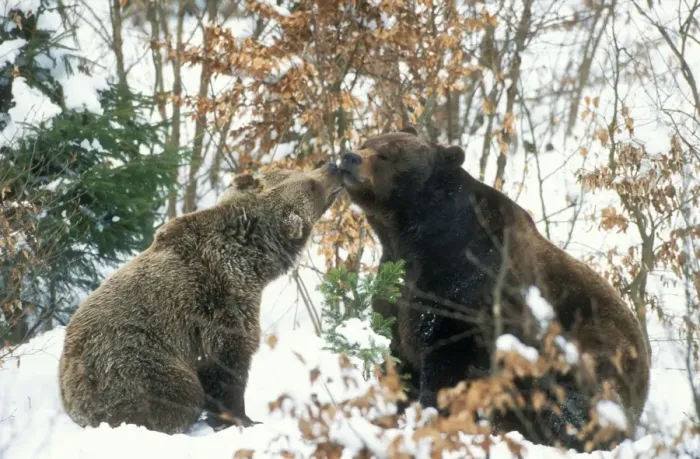 Framed Print : Brown Bear Couple in snow Framed Print : Brown Bear Couple in snow