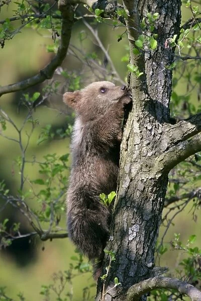 Brown Bear cub climbing on tree Bavaria, Germany