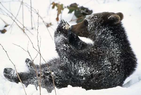 Brown Bear - cub playing in the snow