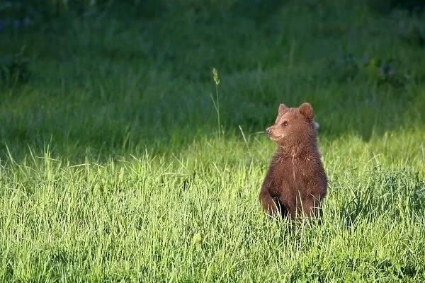 Brown Bear cub standing in a meadow on it's hind legs looking around Bavaria, Germany
