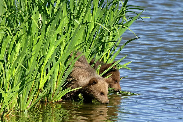 Brown Bear two cubs drinking water at a lake Bavaria, Germany