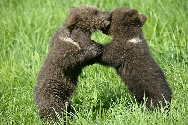 Brown Bear two cubs playing and brawling on hind legs Bavaria, Germany