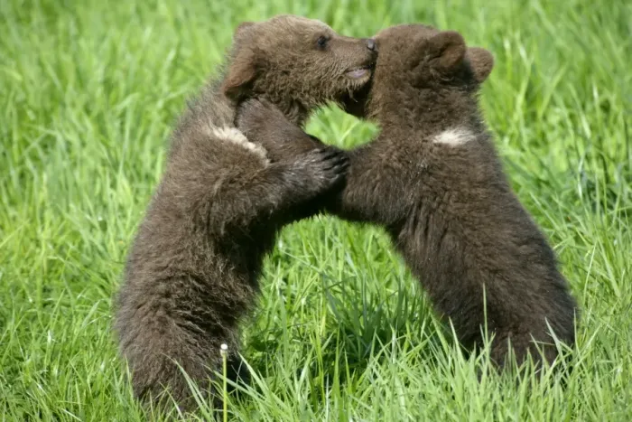Framed Print : Brown Bear two cubs playing and brawling on hind legs Bavaria, Germany Framed Print : Brown Bear two cubs playing and brawling on hind legs Bavaria, Germany