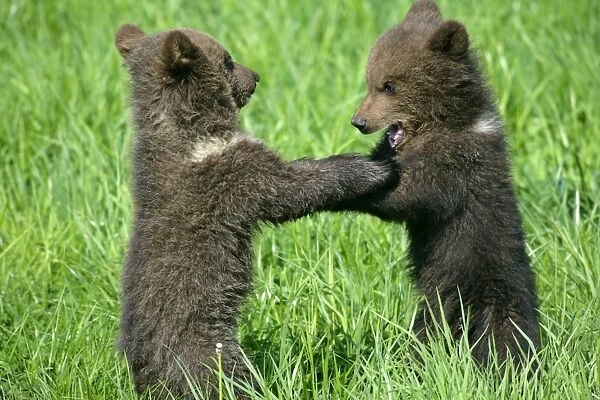 Brown Bear two cubs playing and brawling standing on hind legs Bavaria, Germany