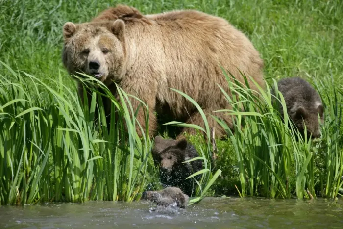 Framed Print : Brown Bear female adult with three cubs at a lakeshore about to enter the water Bavaria, Germany Framed Print : Brown Bear female adult with three cubs at a lakeshore about to enter the water Bavaria, Germany