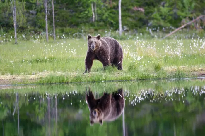 Framed Print : Brown Bear Finland Framed Print : Brown Bear Finland