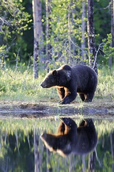 Brown Bear Finland