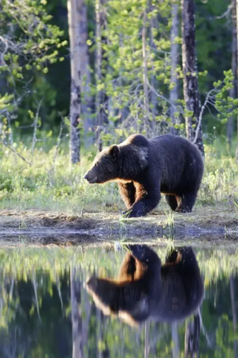 Framed Print : Brown Bear Finland Framed Print : Brown Bear Finland
