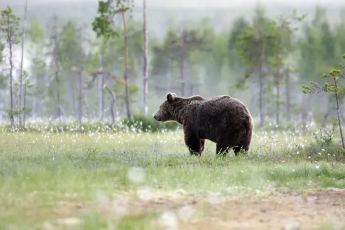 Framed Print : Brown Bear Finland