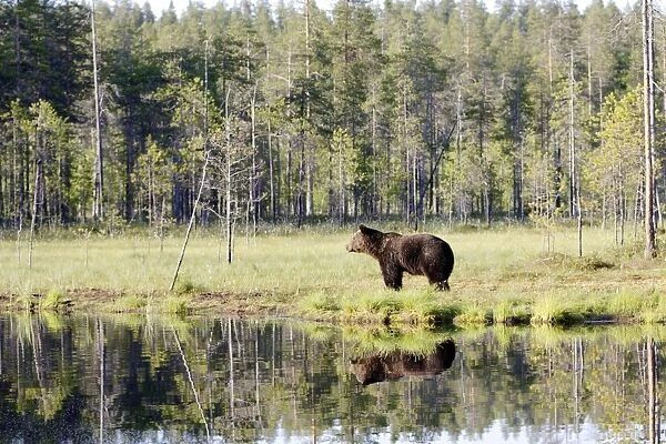 Brown Bear Finland