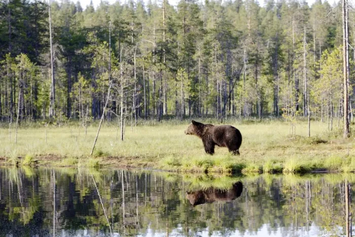 Framed Print : Brown Bear Finland Framed Print : Brown Bear Finland