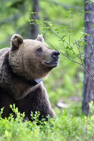 Brown Bear - in Finland with collar