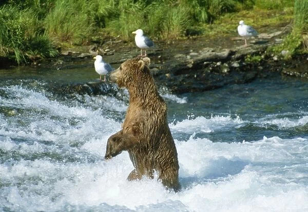 Brown Bear Fishing in McNeil River, Alaska, USA