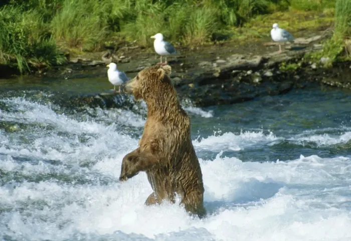 Framed Print : Brown Bear Fishing in McNeil River, Alaska, USA Framed Print : Brown Bear Fishing in McNeil River, Alaska, USA