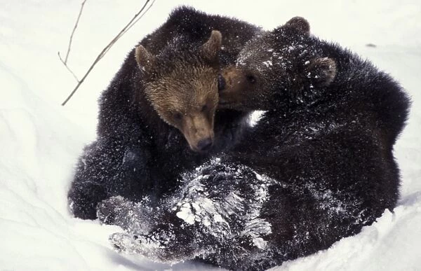 Brown bear - Juveniles playing in snow