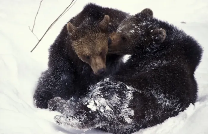 Framed Print : Brown bear - Juveniles playing in snow Framed Print : Brown bear - Juveniles playing in snow