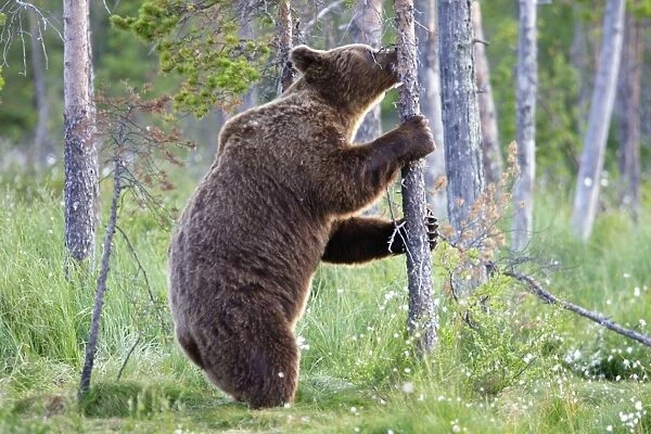 Brown Bear Kuhmo Finland