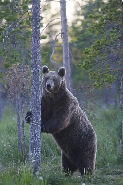 Brown Bear Kuhmo Finland