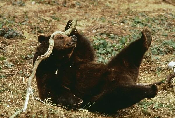 Brown Bear LA 376 Playing with stick Ursus arctos © Jean-Michel Labat  /  ARDEA LONDON