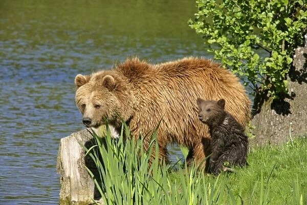 Brown Bear mother and cub standing at lakeshore Bavaria, Germany