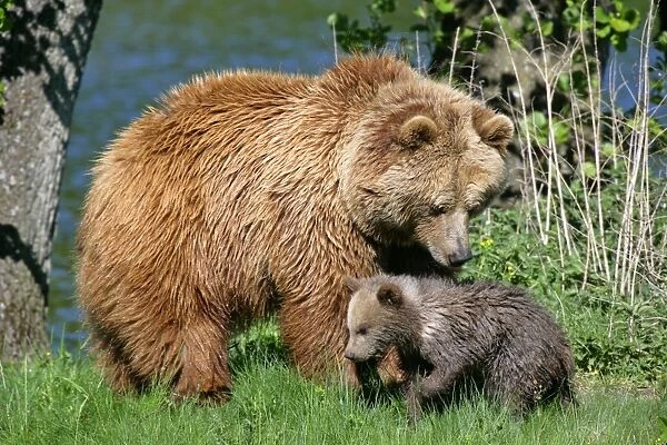 Brown Bear mother observing cub Bavaria, Germany