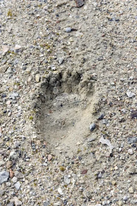 Framed Print : Brown Bear - paw print. Kuhmo - Finland Framed Print : Brown Bear - paw print. Kuhmo - Finland