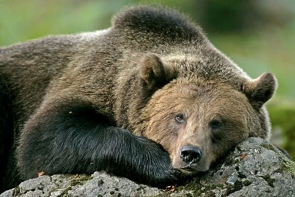 Brown Bear Portrait Bavaria, Germany