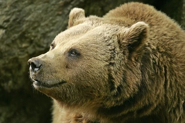 Brown Bear portrait Bavaria, Germany
