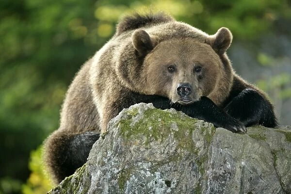 Brown Bear resting on a rock Bavaria, Germany