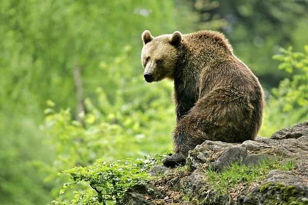 Brown Bear sitting on rock in forest Bavaria, Germany
