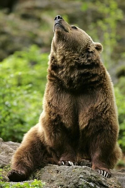 Brown Bear sitting on a rock looking in the sky daydreaming Bavaria, Germany
