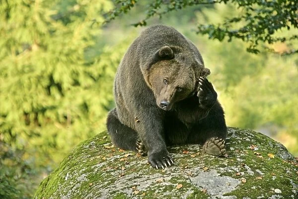 Brown Bear sitting on rock scratching it's head Bavaria, Germany