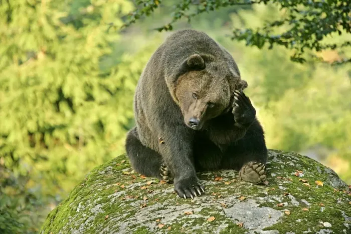 Framed Print : Brown Bear sitting on rock scratching it's head Bavaria, Germany Framed Print : Brown Bear sitting on rock scratching it's head Bavaria, Germany