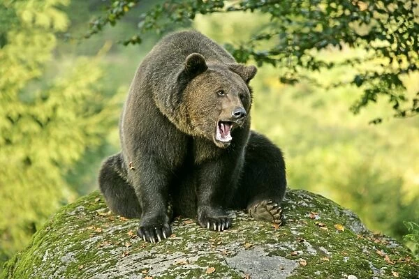 Brown Bear sitting on rock yawning Bavaria, Germany