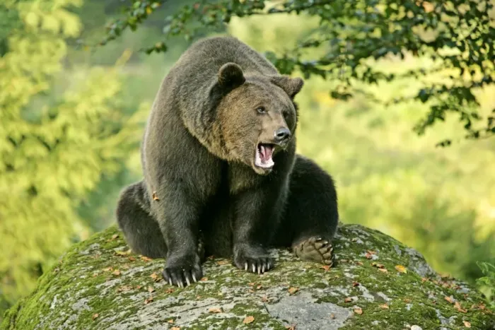 Framed Print : Brown Bear sitting on rock yawning Bavaria, Germany Framed Print : Brown Bear sitting on rock yawning Bavaria, Germany
