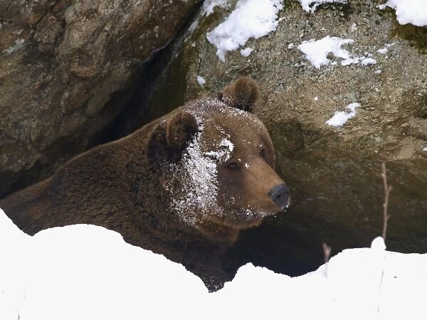 brown bear in snow, Germany