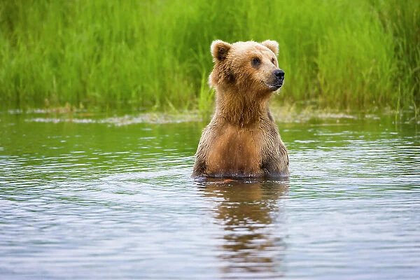 Brown Bear standing on Brooks River, Katmai National Park, Alaska, USA Date: 13-04-2021