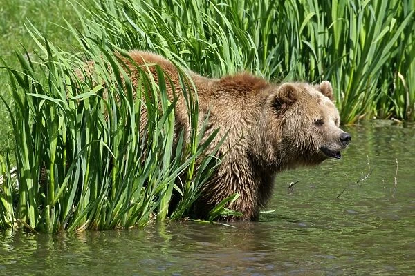 Brown Bear standing in the water of a lake Bavaria, Germany