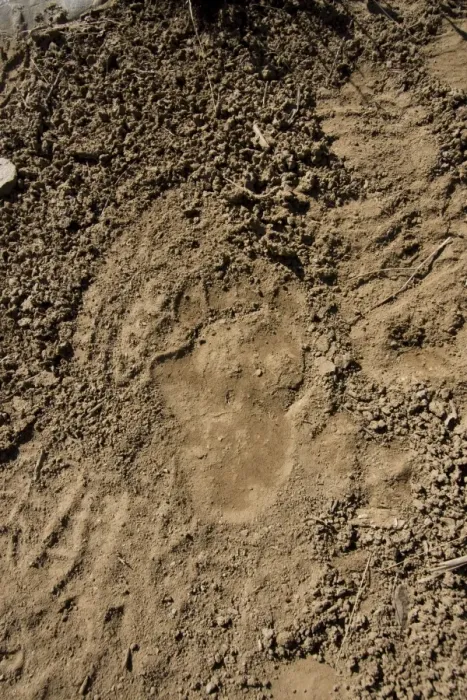 Framed Print : Brown Bear - track in wild - Zanskar - Jammu & Kashmir - India Framed Print : Brown Bear - track in wild - Zanskar - Jammu & Kashmir - India
