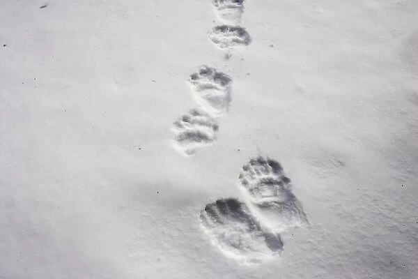 Brown Bear - tracks in snow. Finland