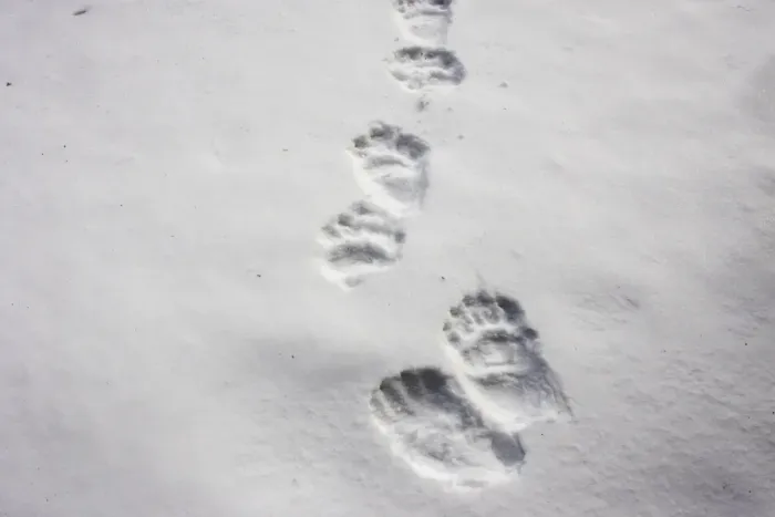 Framed Print : Brown Bear - tracks in snow. Finland Framed Print : Brown Bear - tracks in snow. Finland