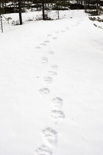 Brown Bear - tracks in snow. Finland