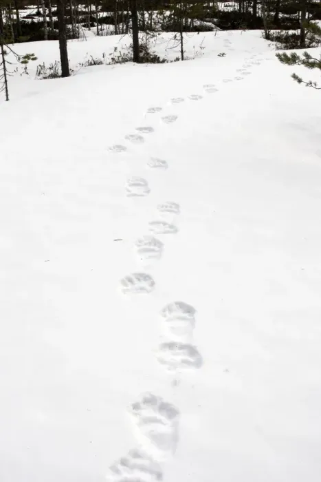 Framed Print : Brown Bear - tracks in snow. Finland Framed Print : Brown Bear - tracks in snow. Finland
