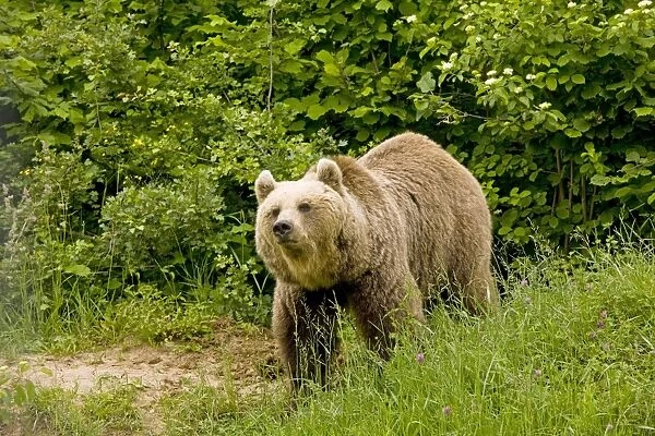Brown Bear - Transylvania