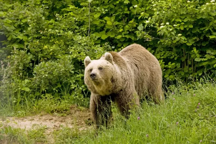 Framed Print : Brown Bear - Transylvania Framed Print : Brown Bear - Transylvania