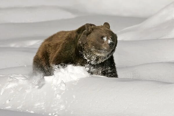 Brown Bear wading throug deep snow Bavaria, Germany