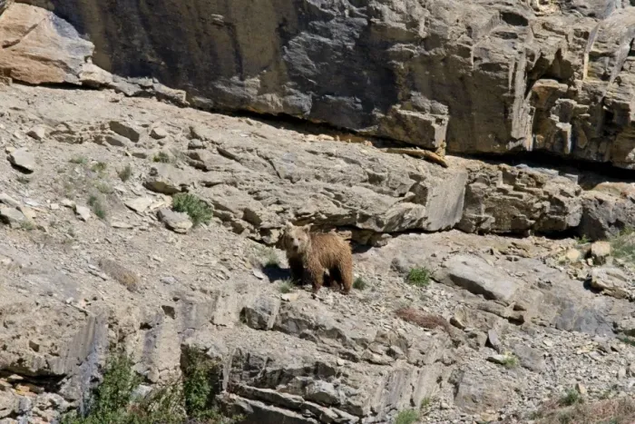 Framed Print : Brown Bear - in wild - Zanskar - Jammu & Kashmir - India Framed Print : Brown Bear - in wild - Zanskar - Jammu & Kashmir - India
