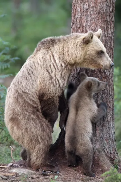 Framed Print : Brown Bear - With young at base of tree Framed Print : Brown Bear - With young at base of tree