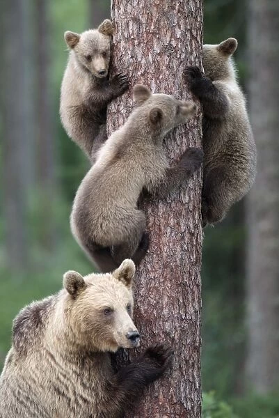 Brown Bear - Young bears clinging on to tree