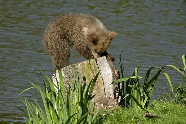 Brown Bear young cub crouching on log searching for insects in the clefts of the wood Bavaria, Germany
